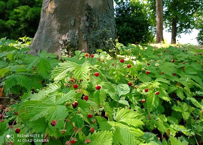 Bed & Breakfast La Palazzina
